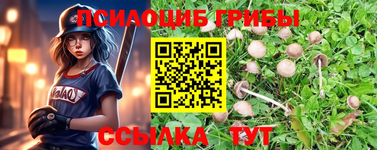 Каменка  Псилоцибиновые грибы Psilocybine cubensis  Вход с VPN 